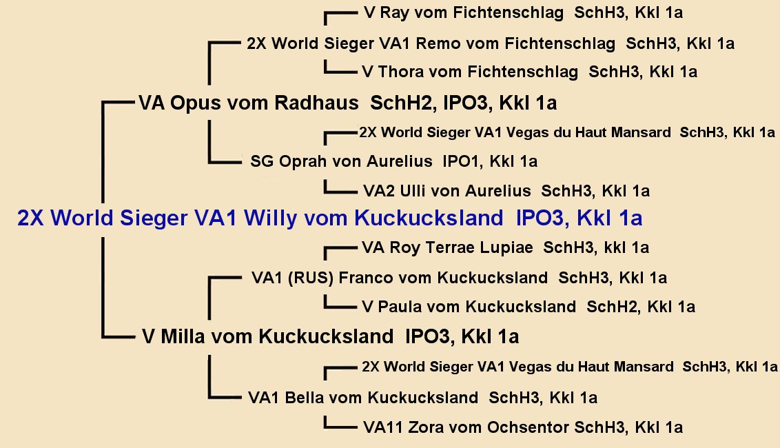 World Sieger VA1 Willy vom Kuckucksland IPO3 Pedigree
