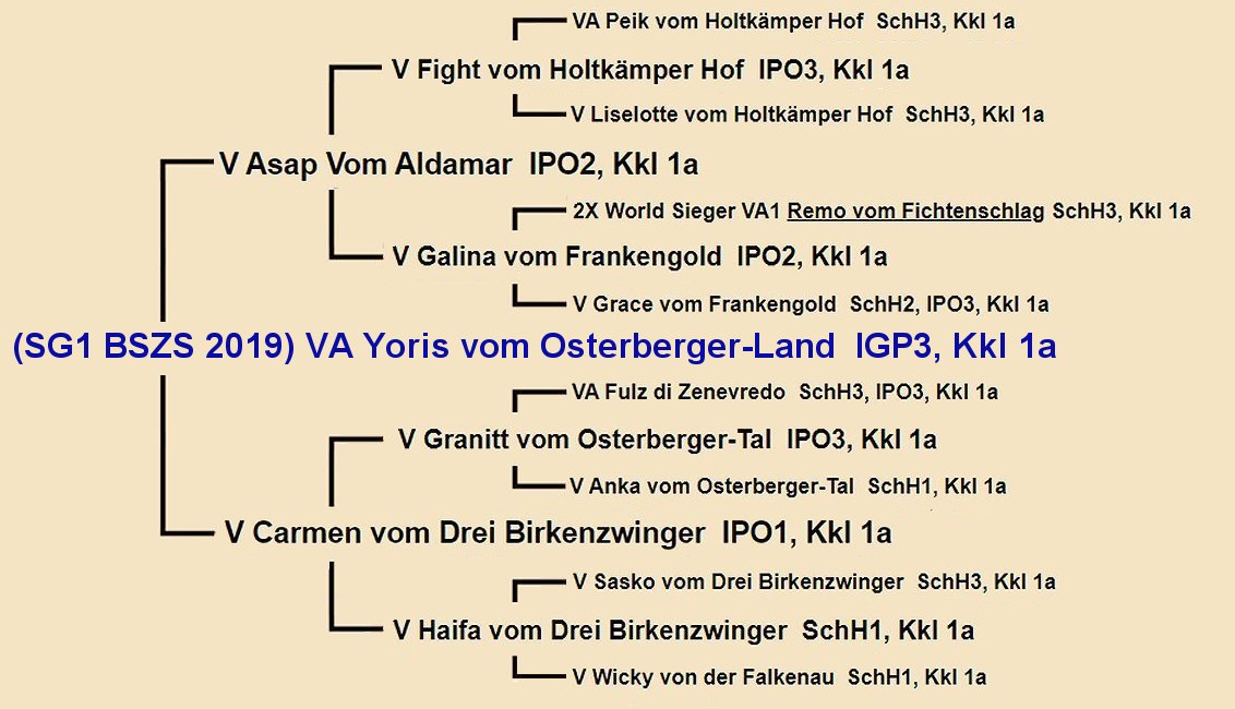 SG1 BSZS (2019) VA Yoris von Osterberger-Land IPO3 / IGP3