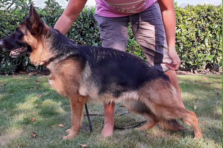 Maxda vom OsterBerger-Land IPO1 - Female GSD from VA Bloodlines